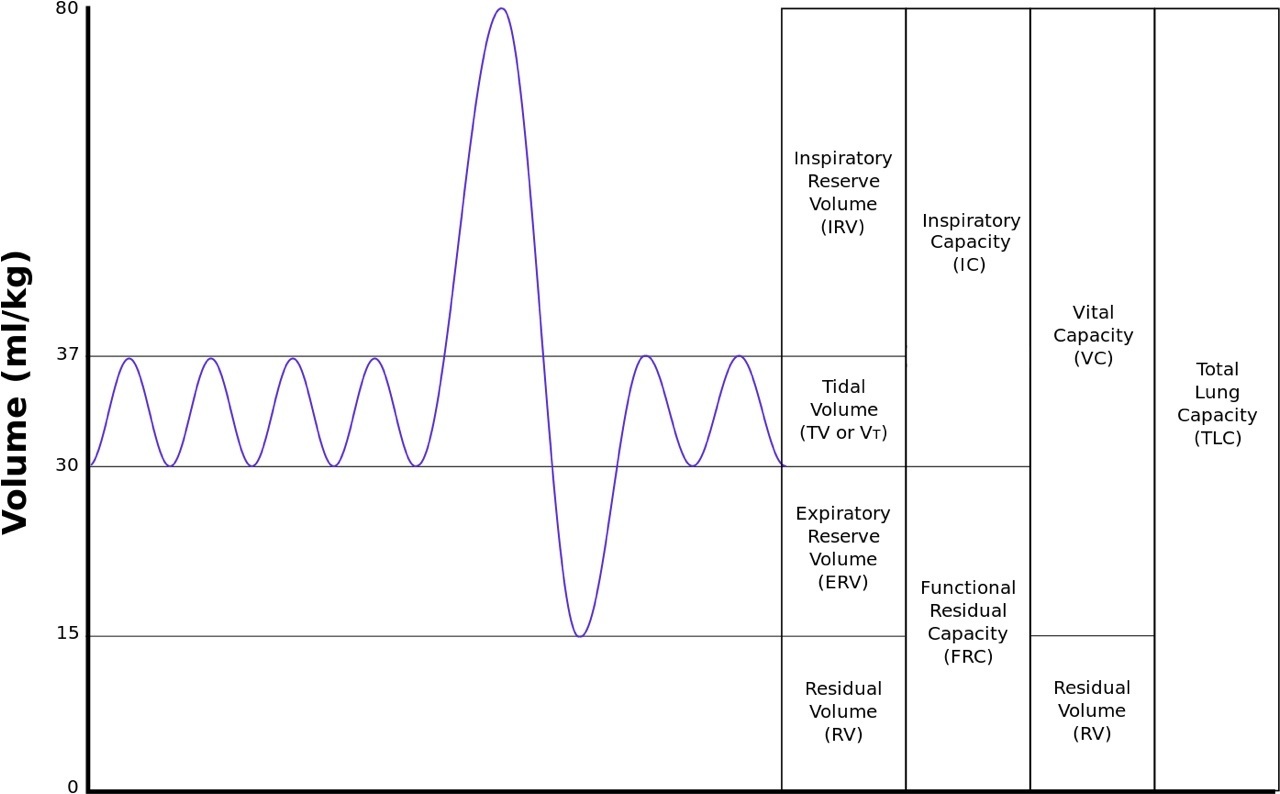 Lungvolumes_Updated